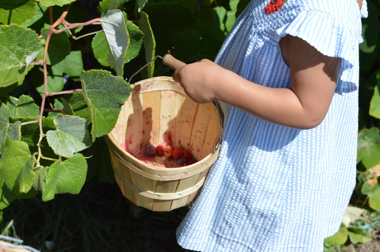 Fruit-Picking-at-Delicious-Orchards-17.jpg