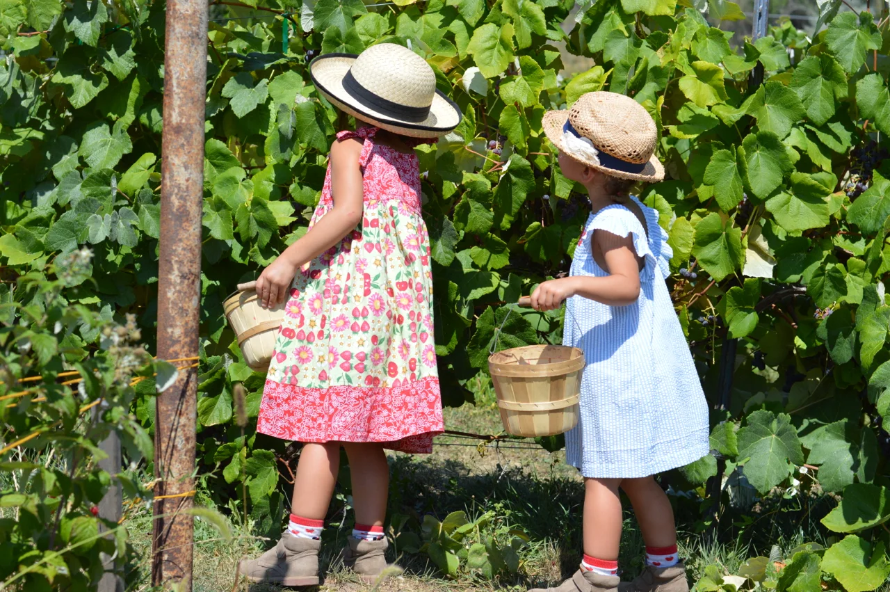 Fruit-Picking-at-Delicious-Orchards-19.jpg