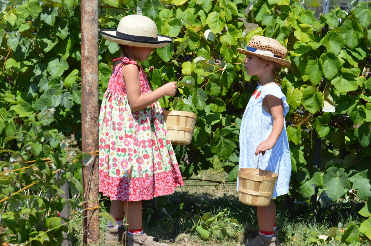 Fruit-Picking-at-Delicious-Orchards-20.jpg