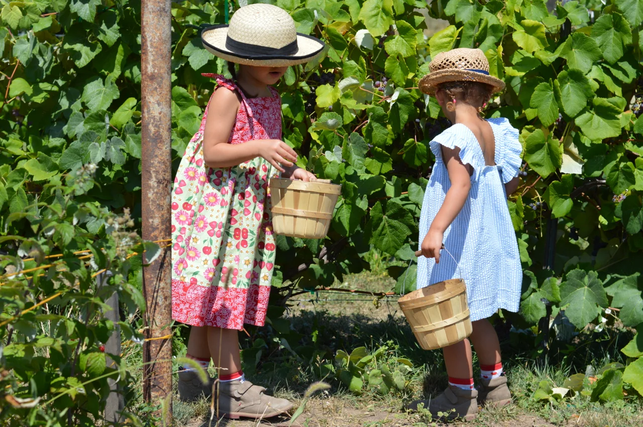 Fruit-Picking-at-Delicious-Orchards-21.jpg
