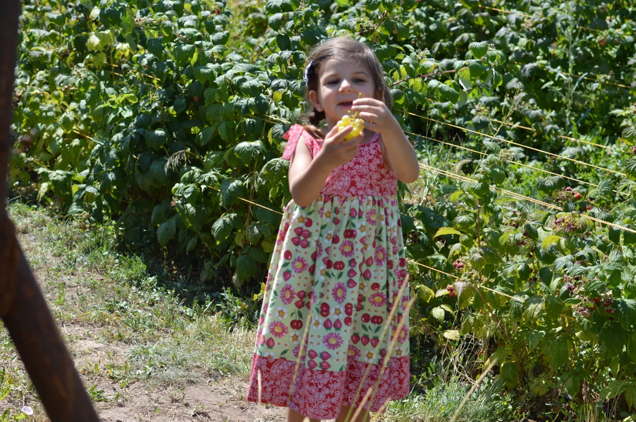 Fruit-Picking-at-Delicious-Orchards-32.jpg