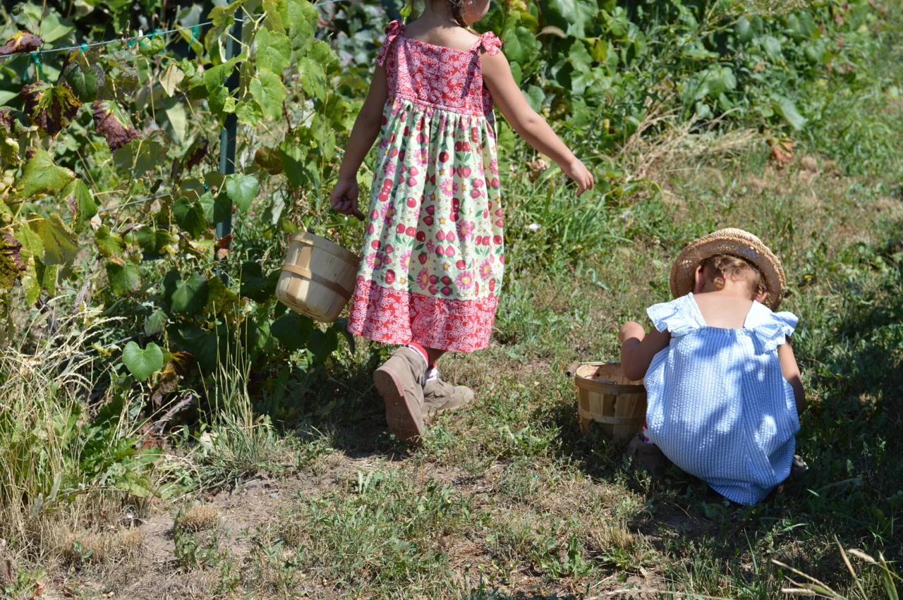 Fruit-Picking-at-Delicious-Orchards-33.jpg