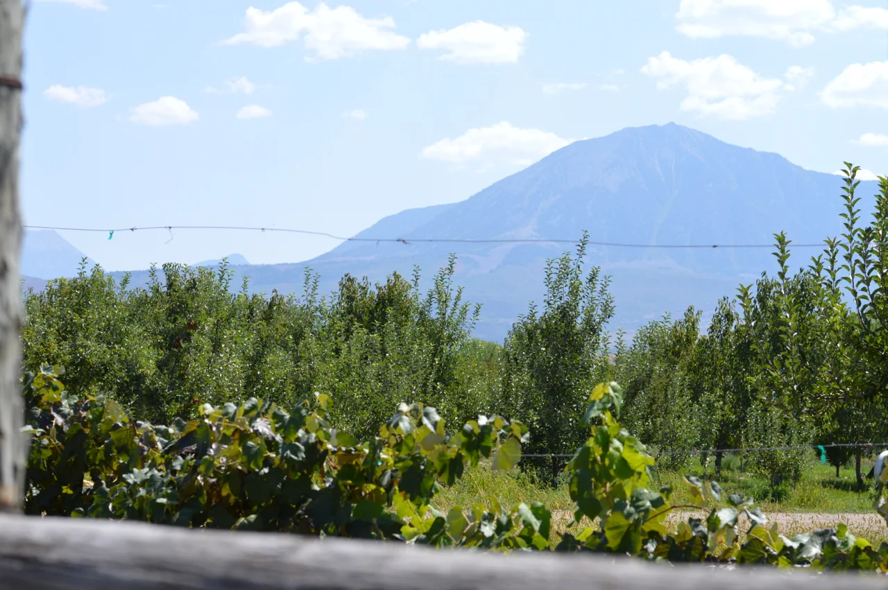 Fruit-Picking-at-Delicious-Orchards-34.jpg