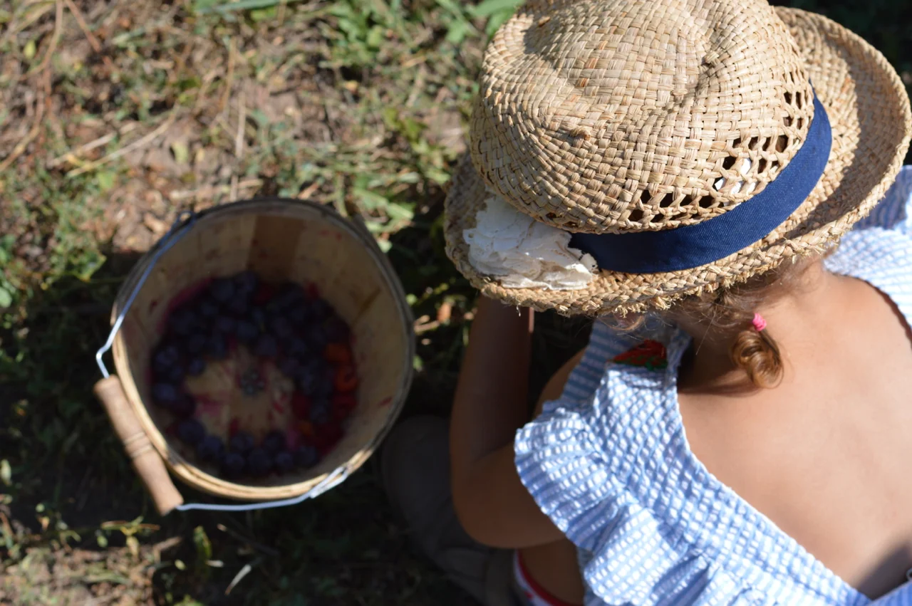 Fruit-Picking-at-Delicious-Orchards-35.jpg