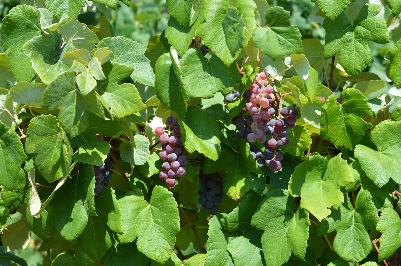 Fruit-Picking-at-Delicious-Orchards-36.jpg
