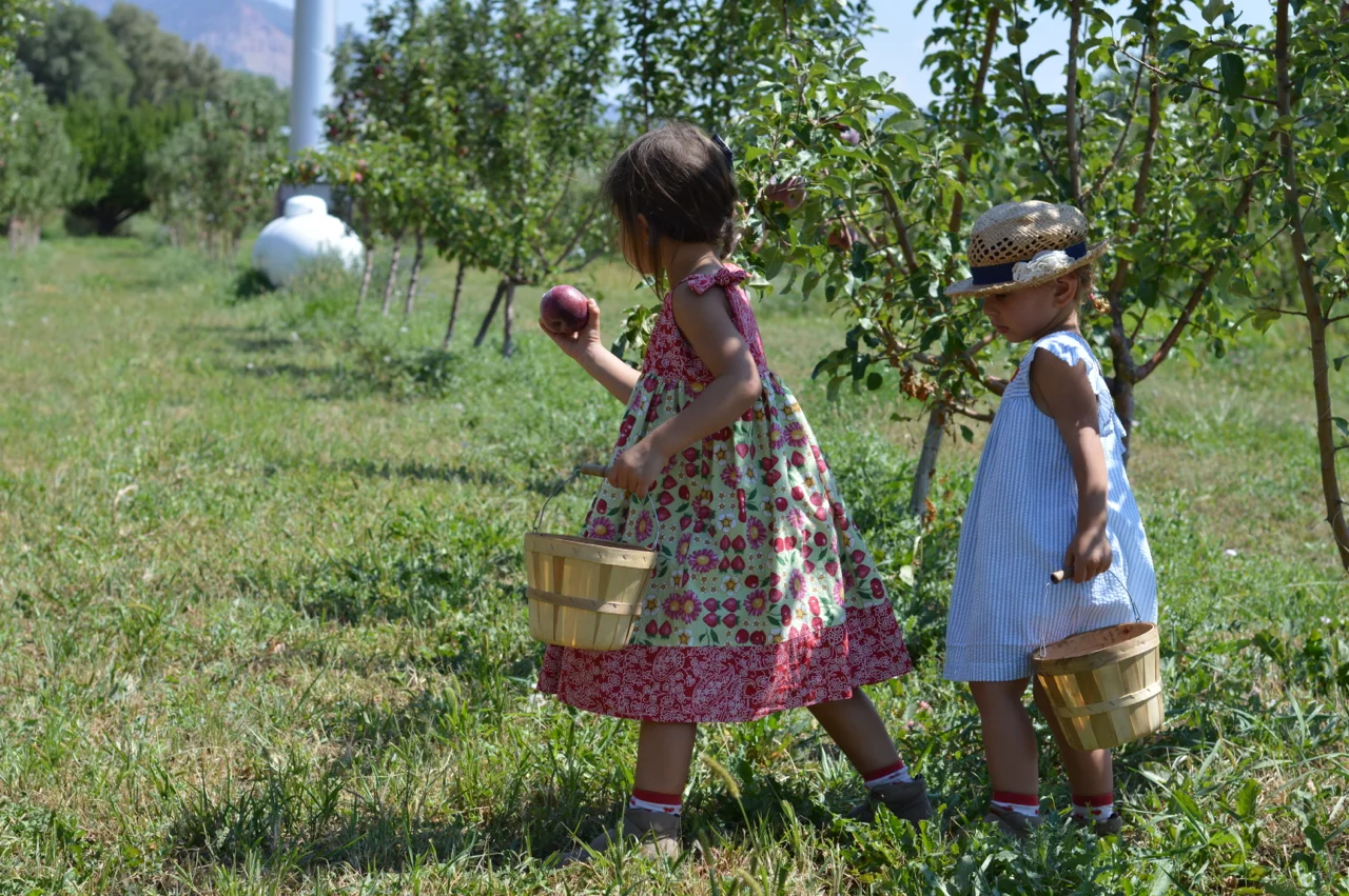 Fruit-Picking-at-Delicious-Orchards-38.jpg