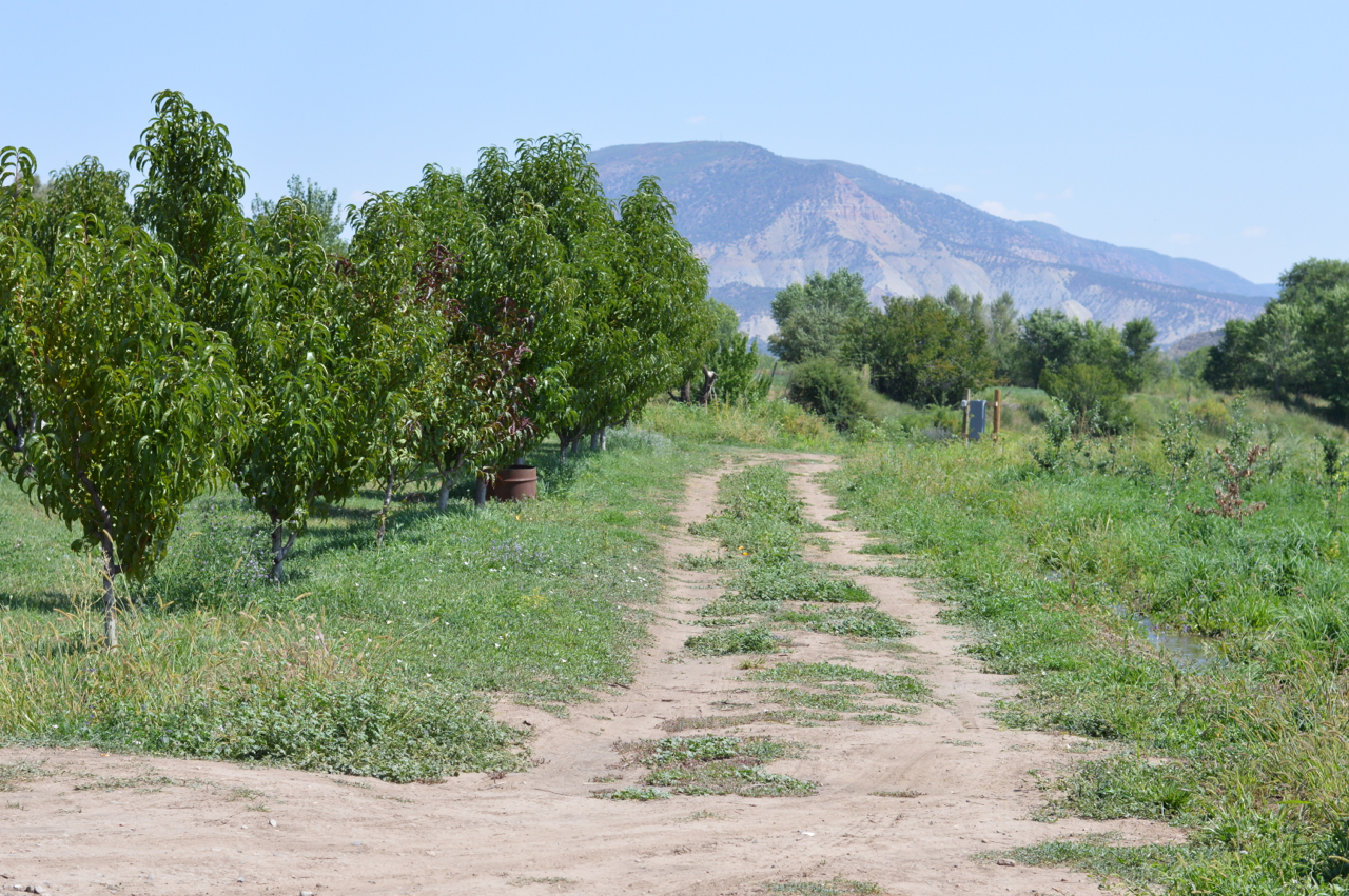 Fruit-Picking-at-Delicious-Orchards-41.jpg