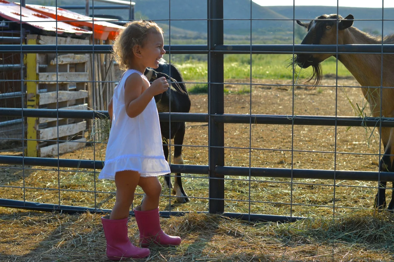 Olathe-Colorado-Hay-Farm-2.jpg
