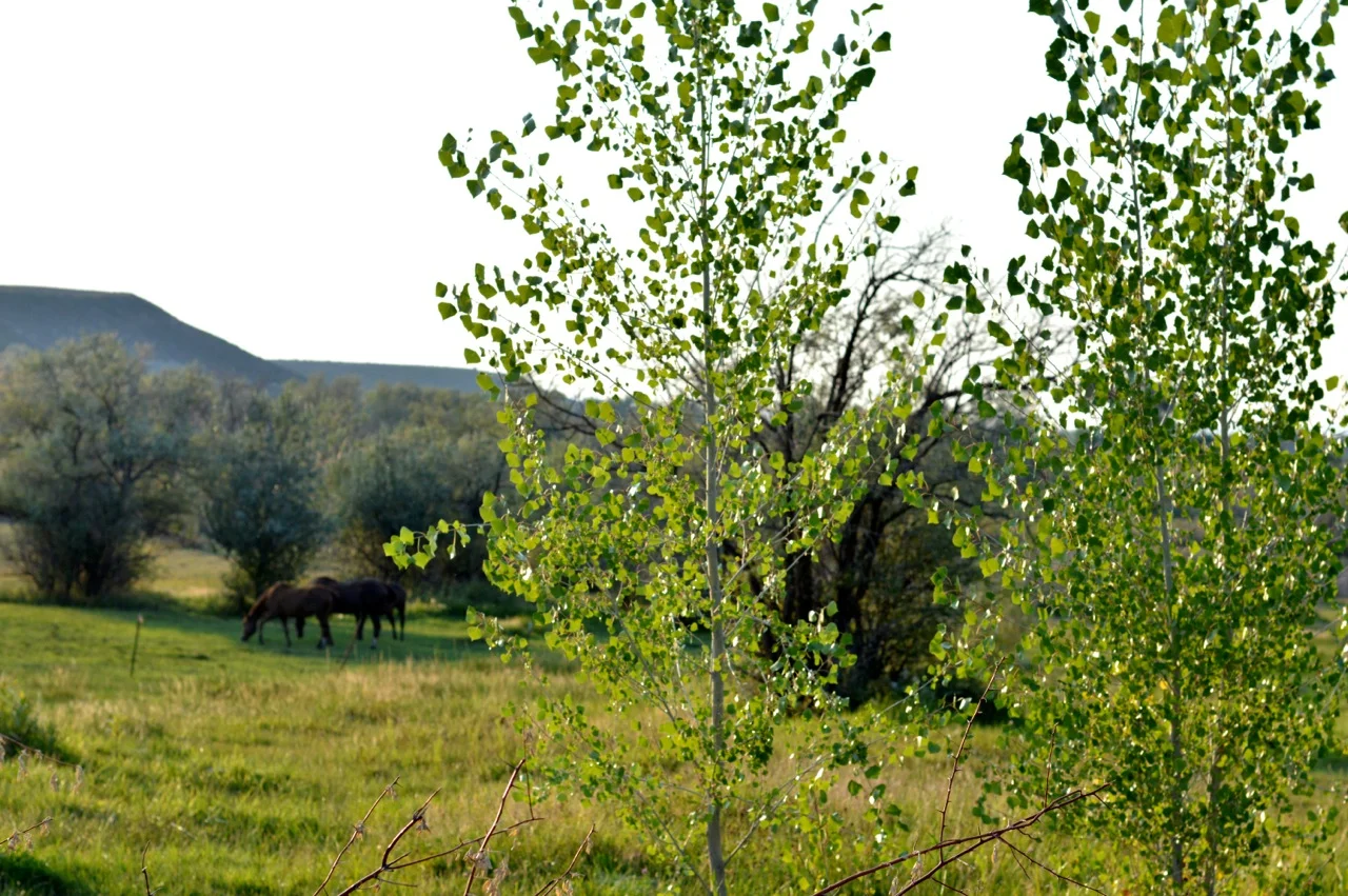 Olathe-Colorado-Hay-Farm-25.jpg