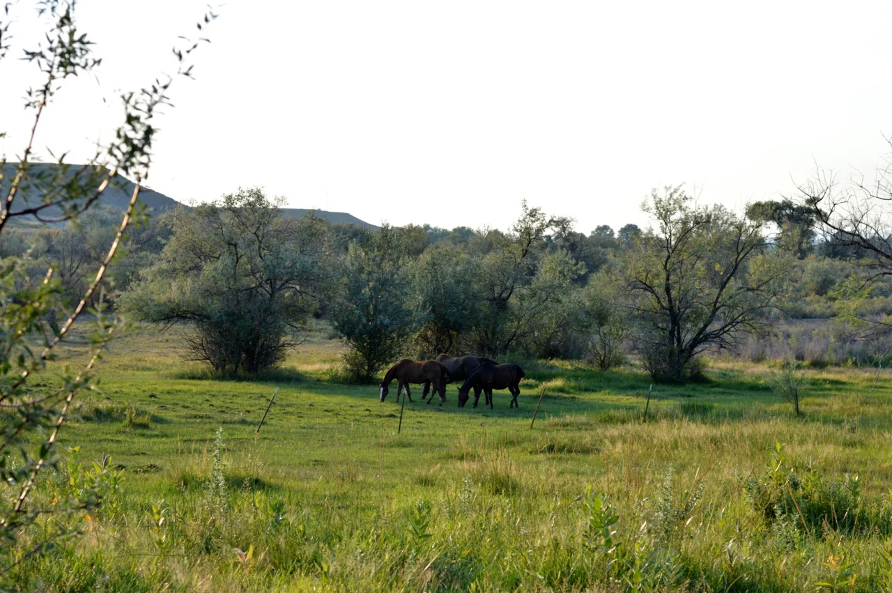 Olathe-Colorado-Hay-Farm-27.jpg