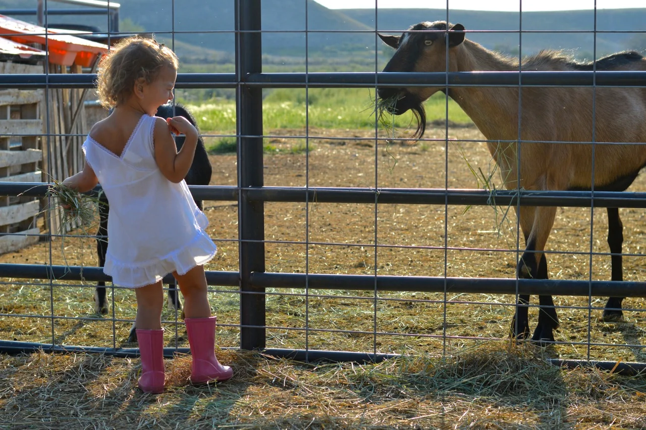 Olathe-Colorado-Hay-Farm1.jpg