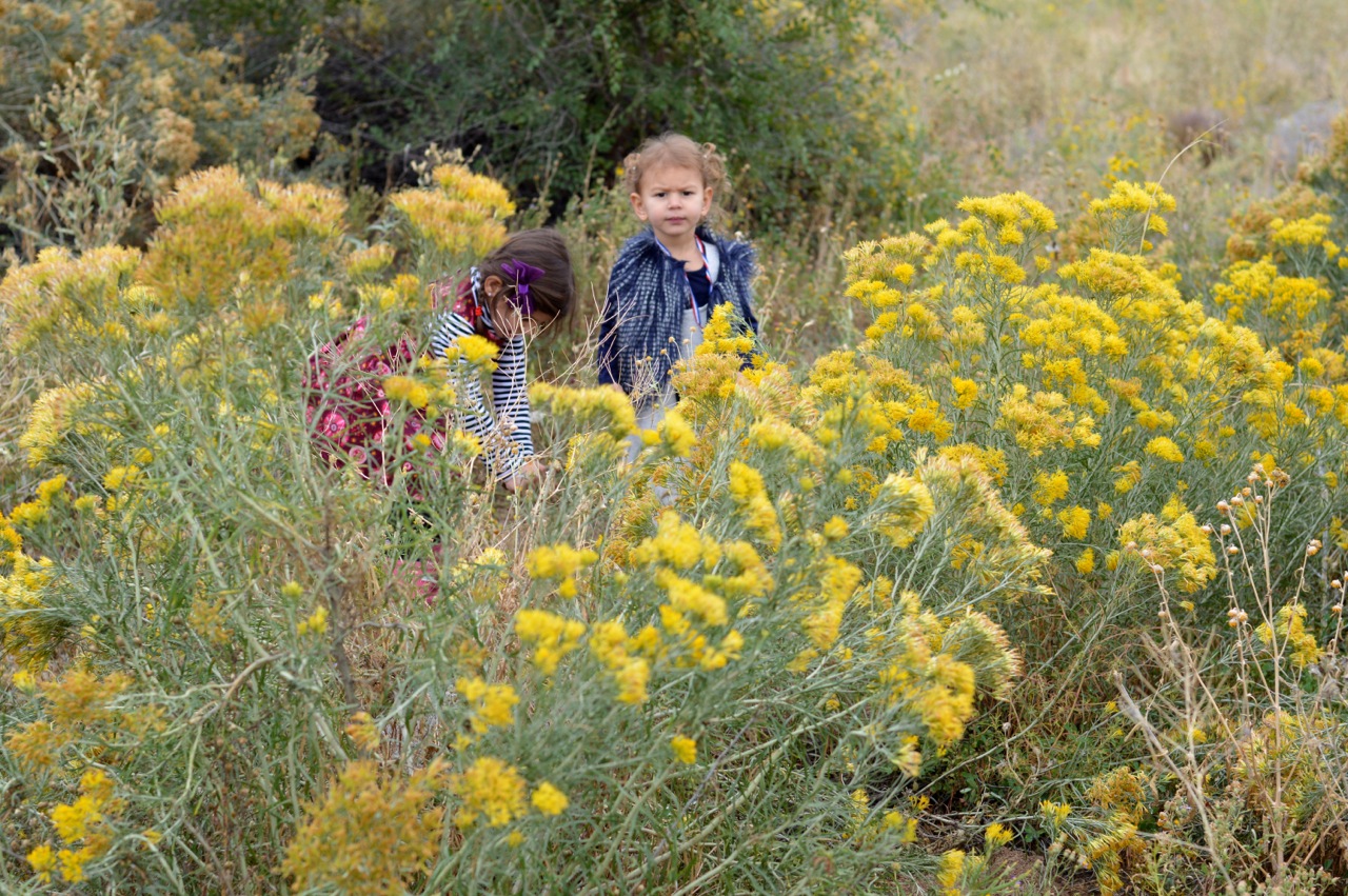 Nature-Walk-with-Toddlers-in-Colorado-21.jpg