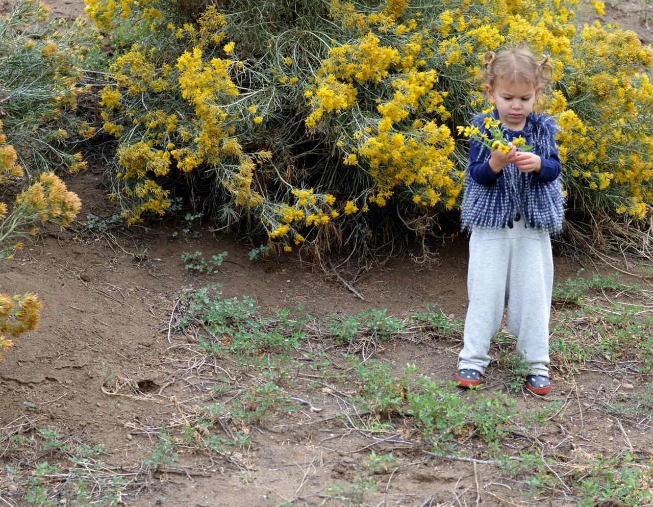 Nature-Walk-with-Toddlers-in-Colorado-31.jpg