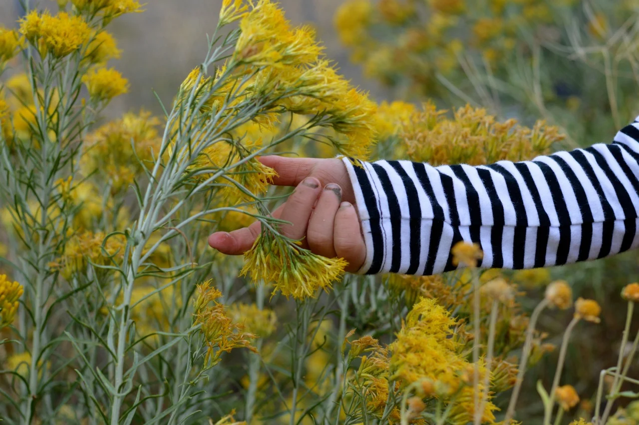 Nature-Walk-with-Toddlers-in-Colorado-61.jpg