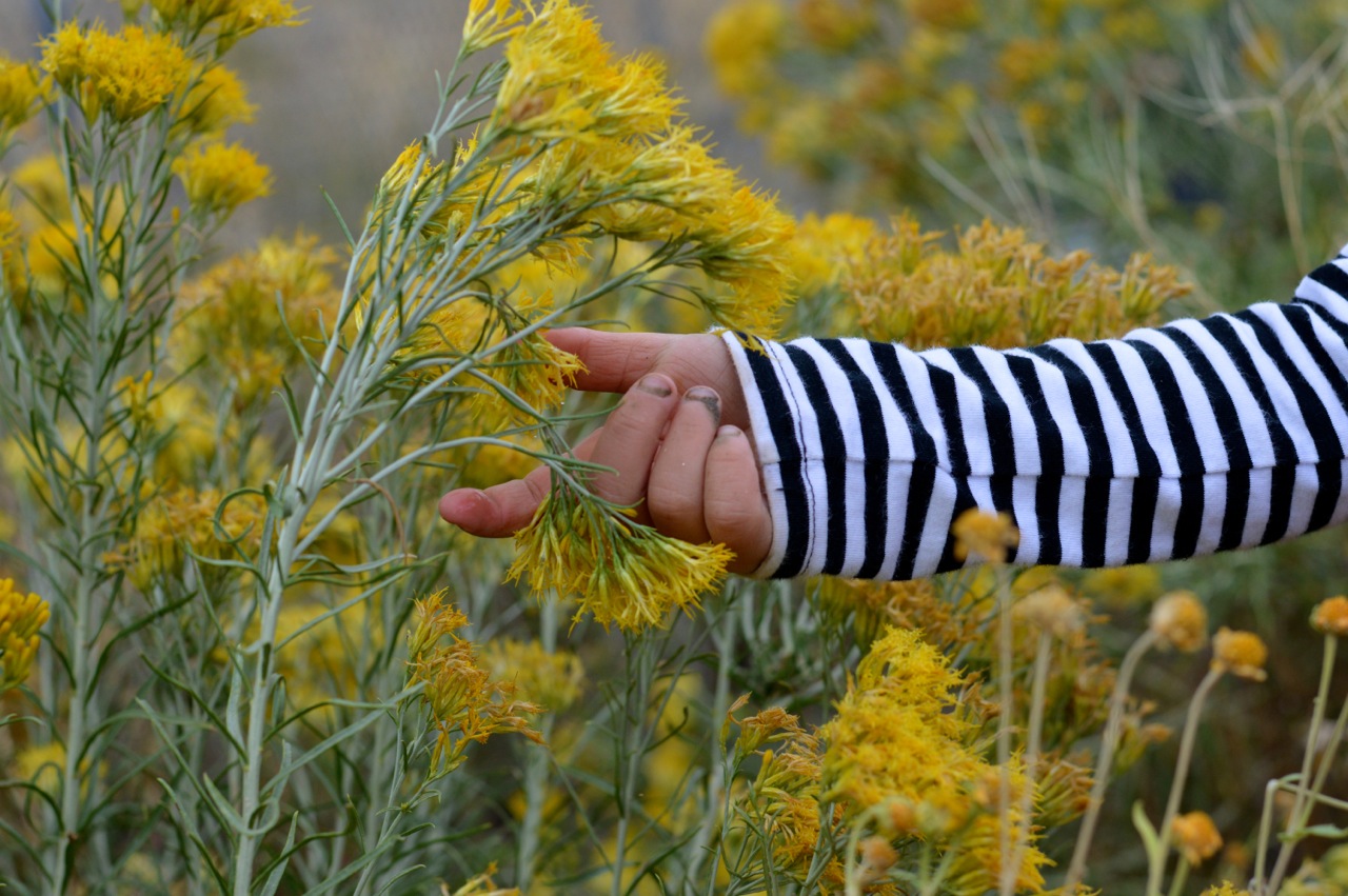 Nature-Walk-with-Toddlers-in-Colorado-61.jpg