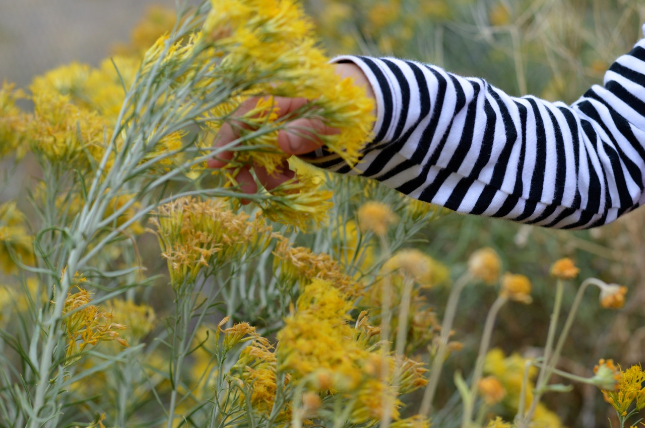 Nature-Walk-with-Toddlers-in-Colorado-62.jpg