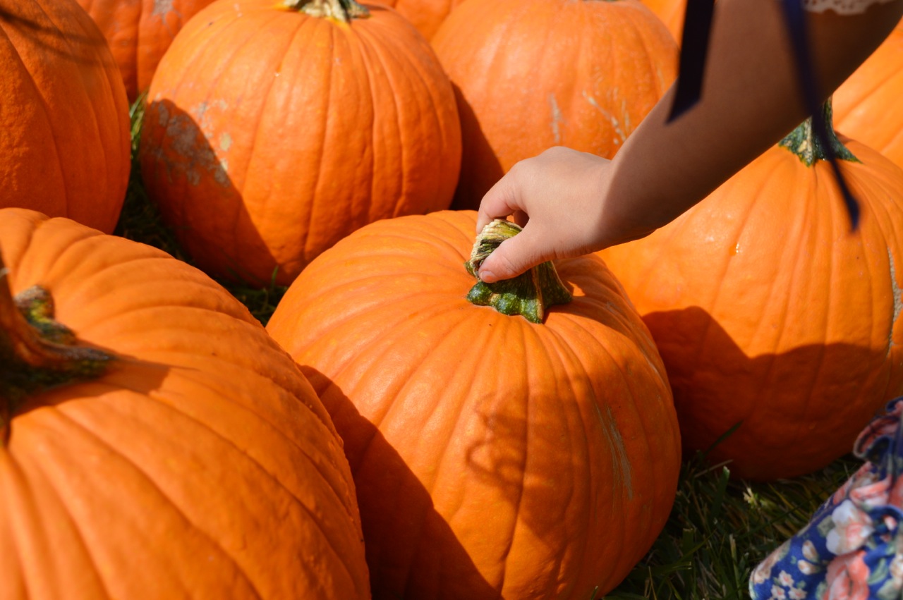Church-Pumpkin-Patch-Aurora-Colorado-12.jpg