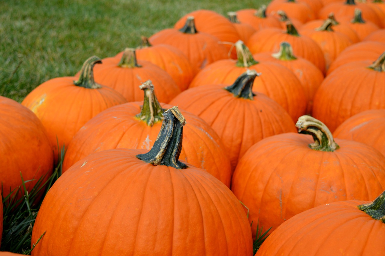 Church-Pumpkin-Patch-Aurora-Colorado-21.jpg