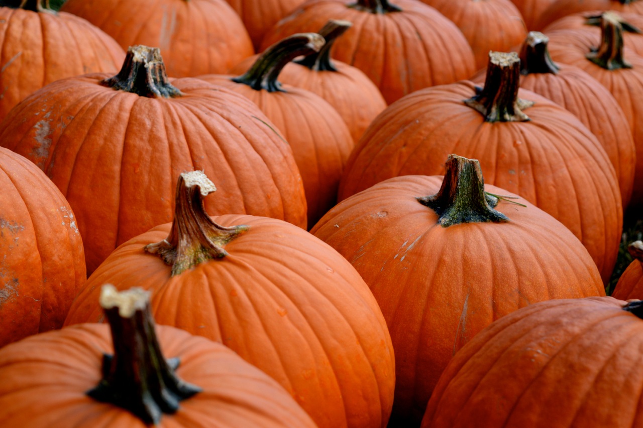 Church-Pumpkin-Patch-Aurora-Colorado-47.jpg