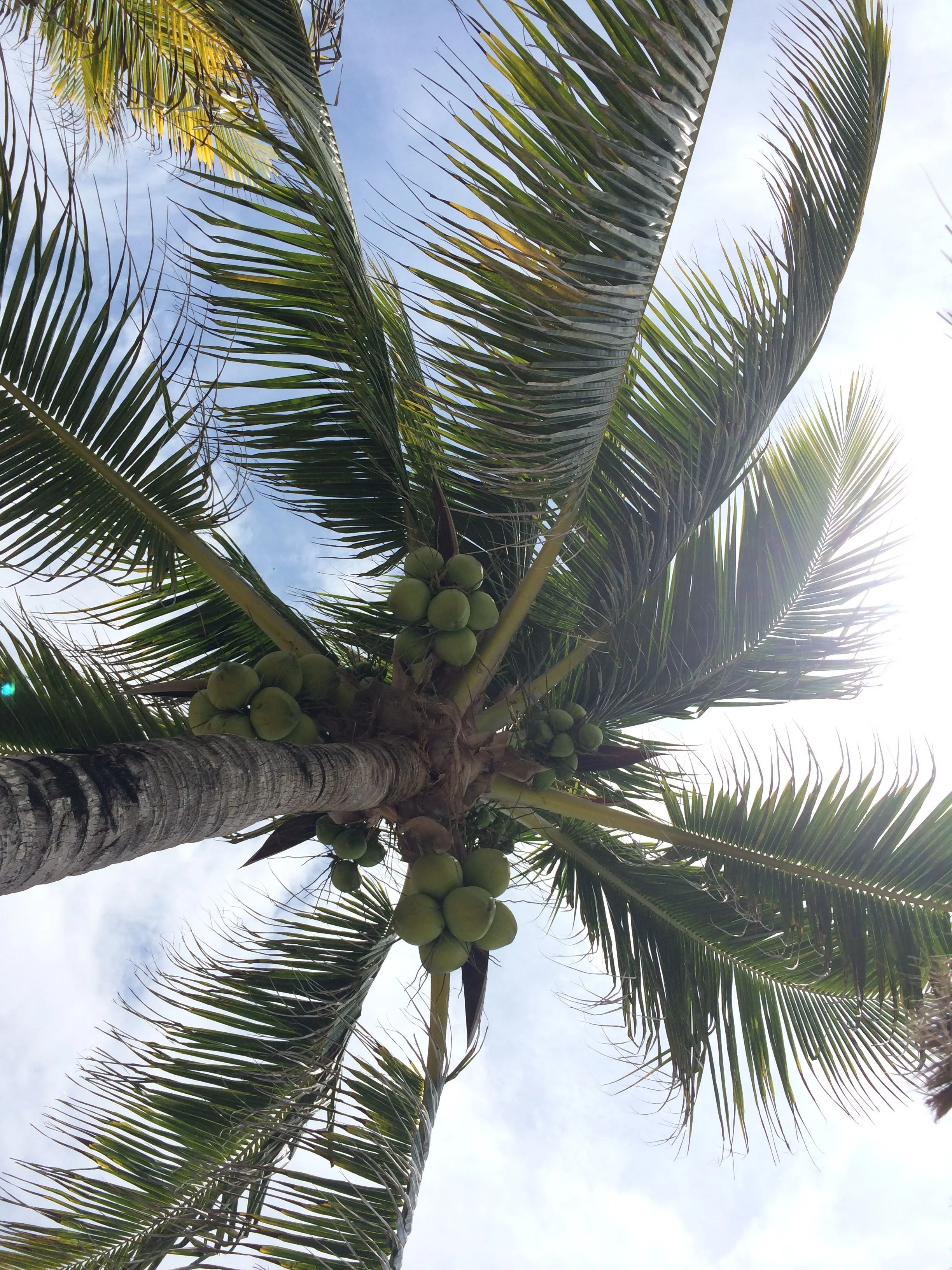 bm coconut tree