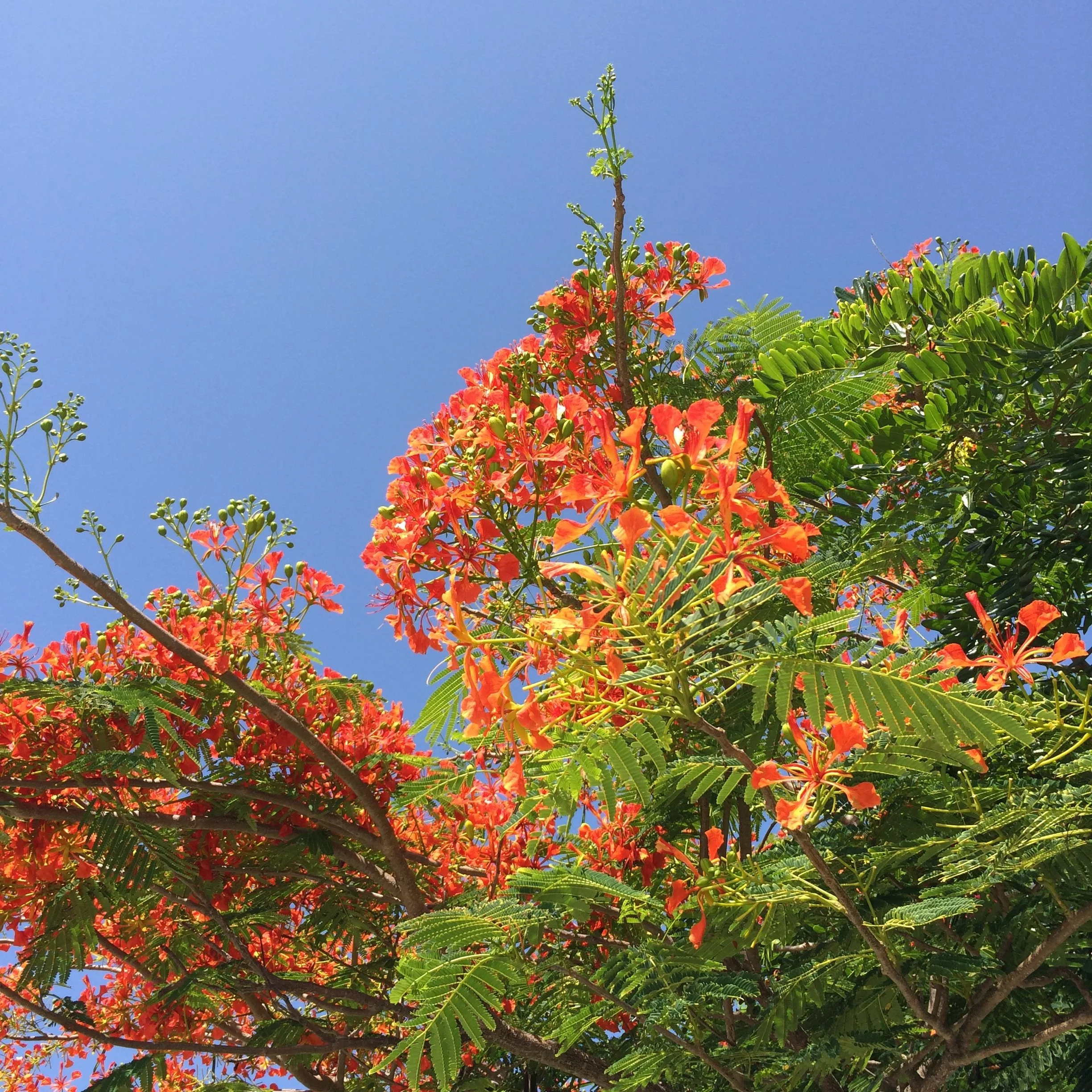 bm orange tree