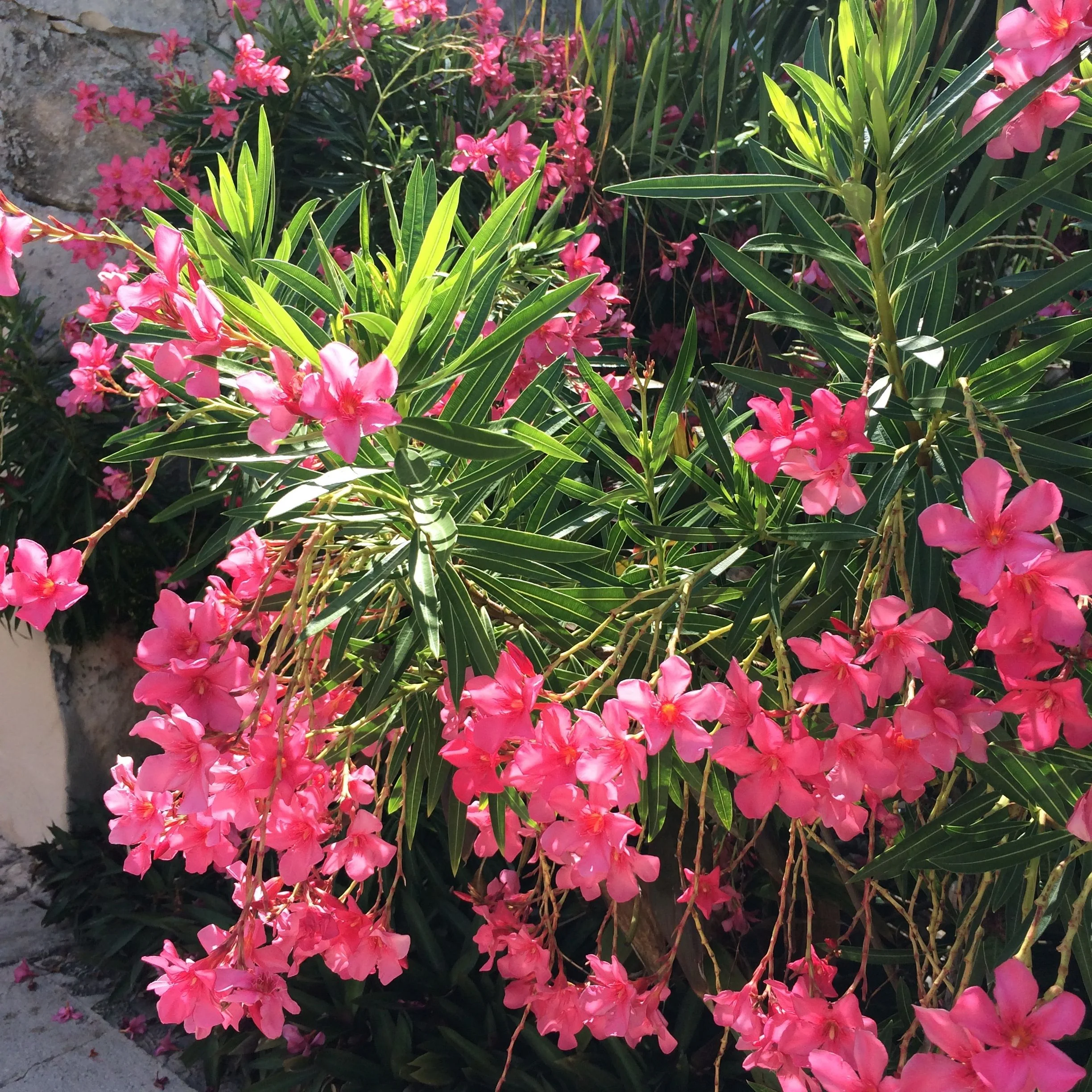 bm pink flowers