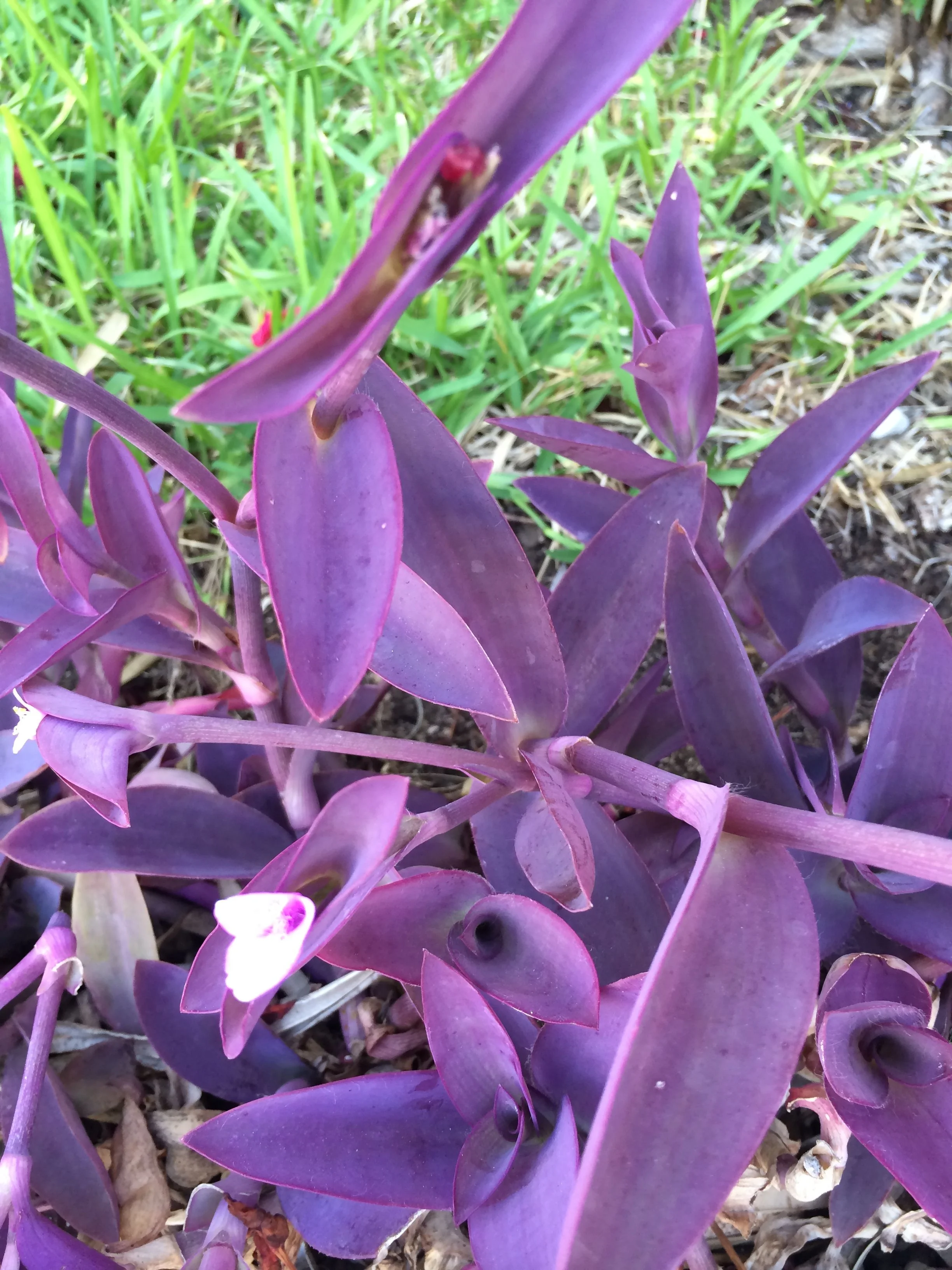 bm purple flowers