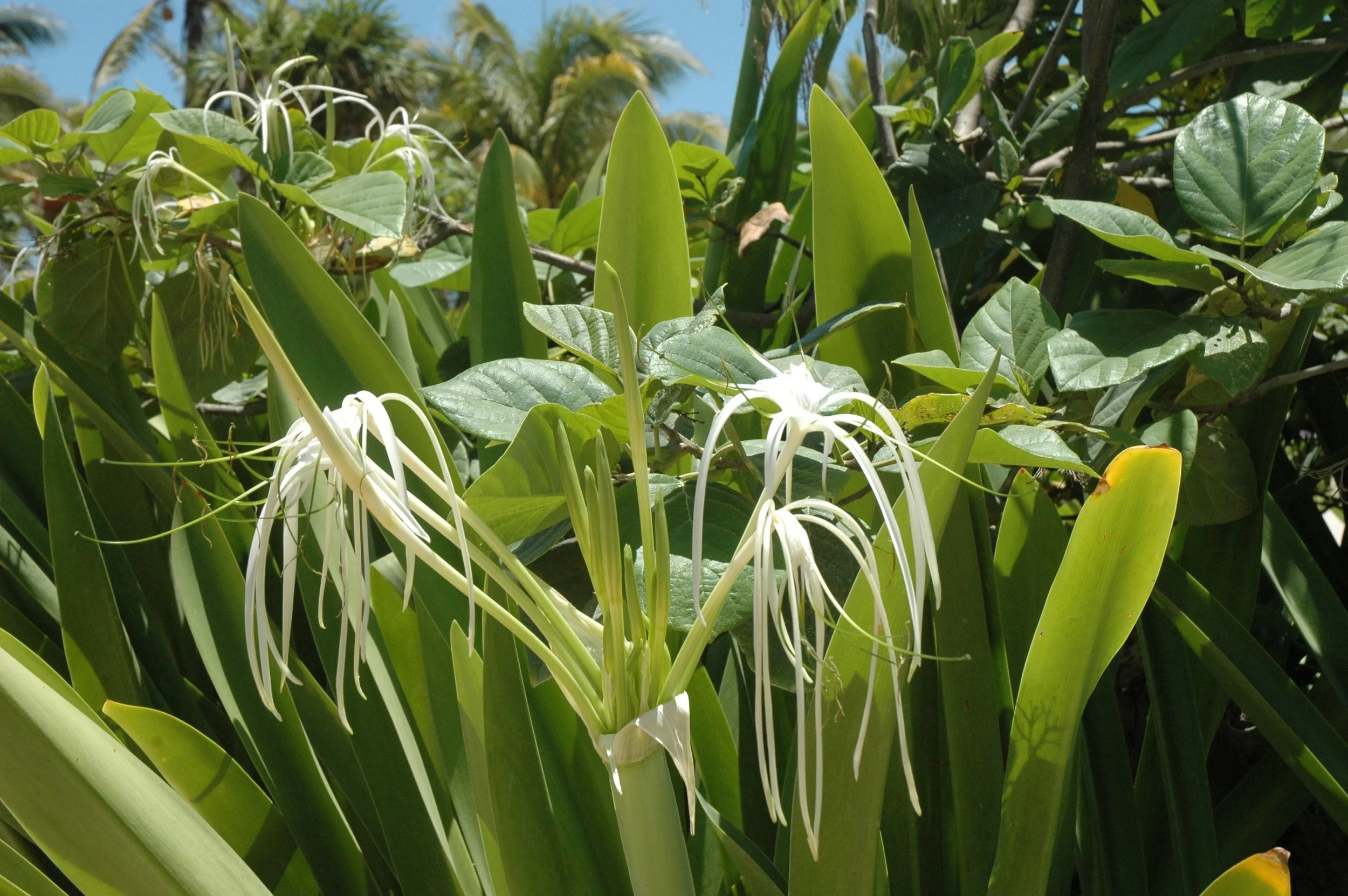 bm tulum white flowers