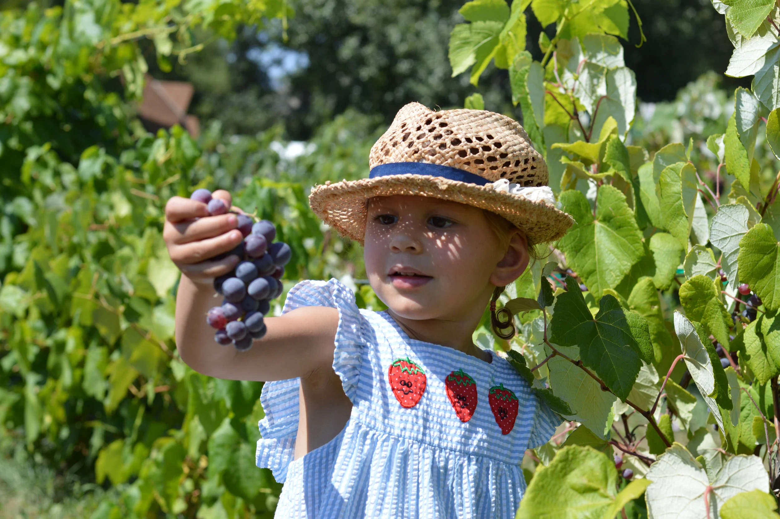 Fruit Picking Paonia.jpg