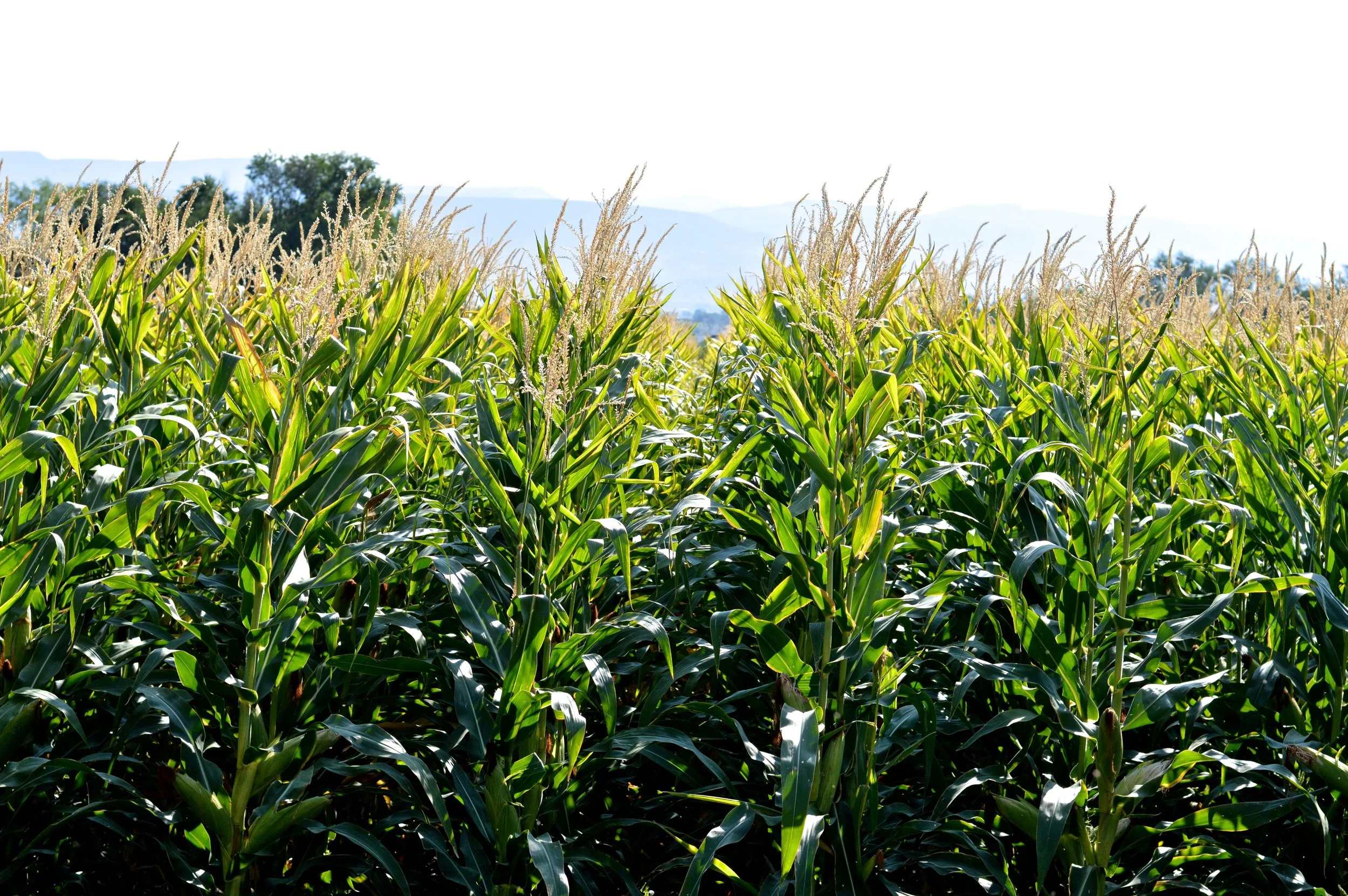 Olathe Colorado Farm 3.jpg