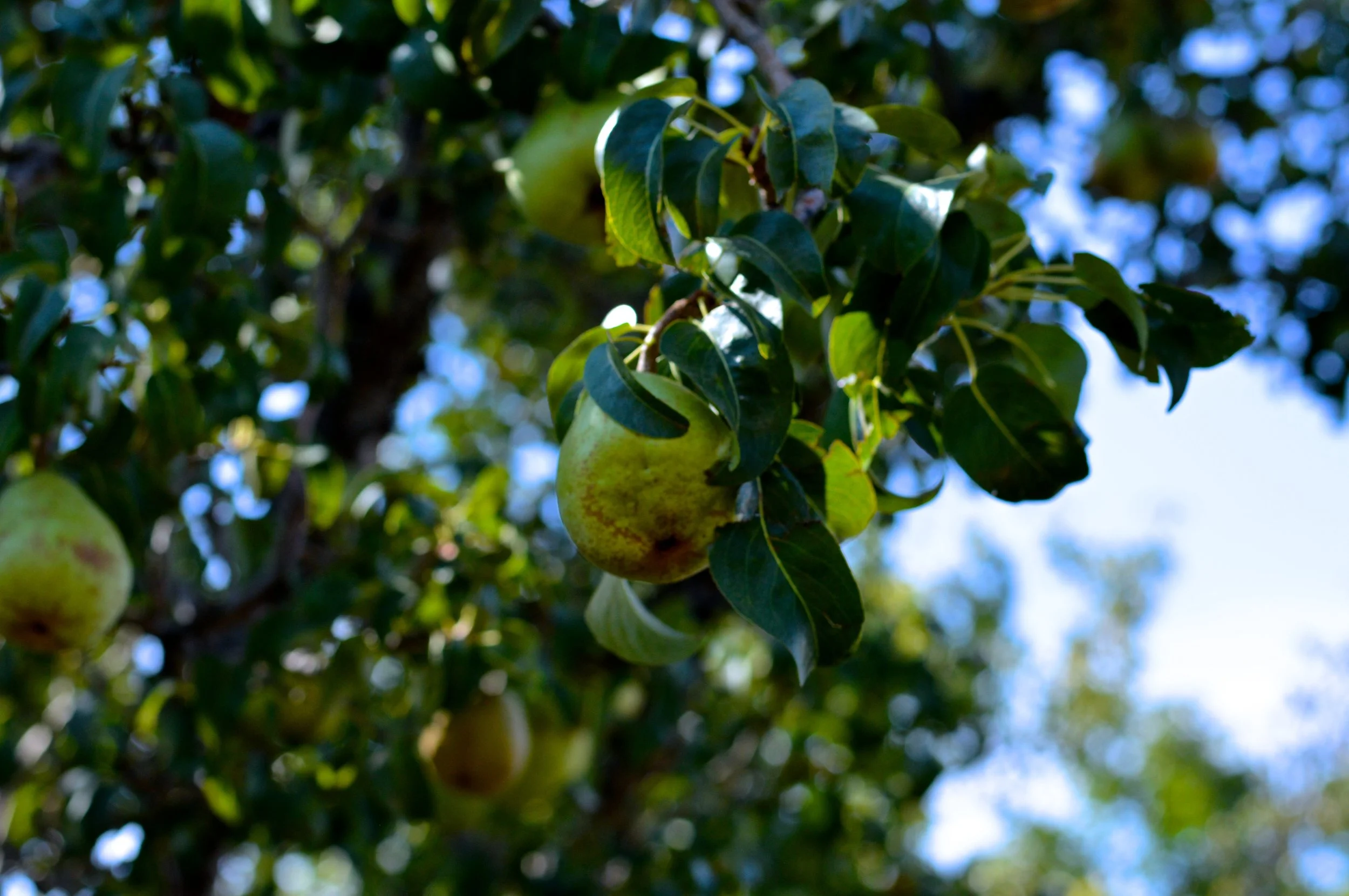 Olathe Colorado Farm 4.jpg