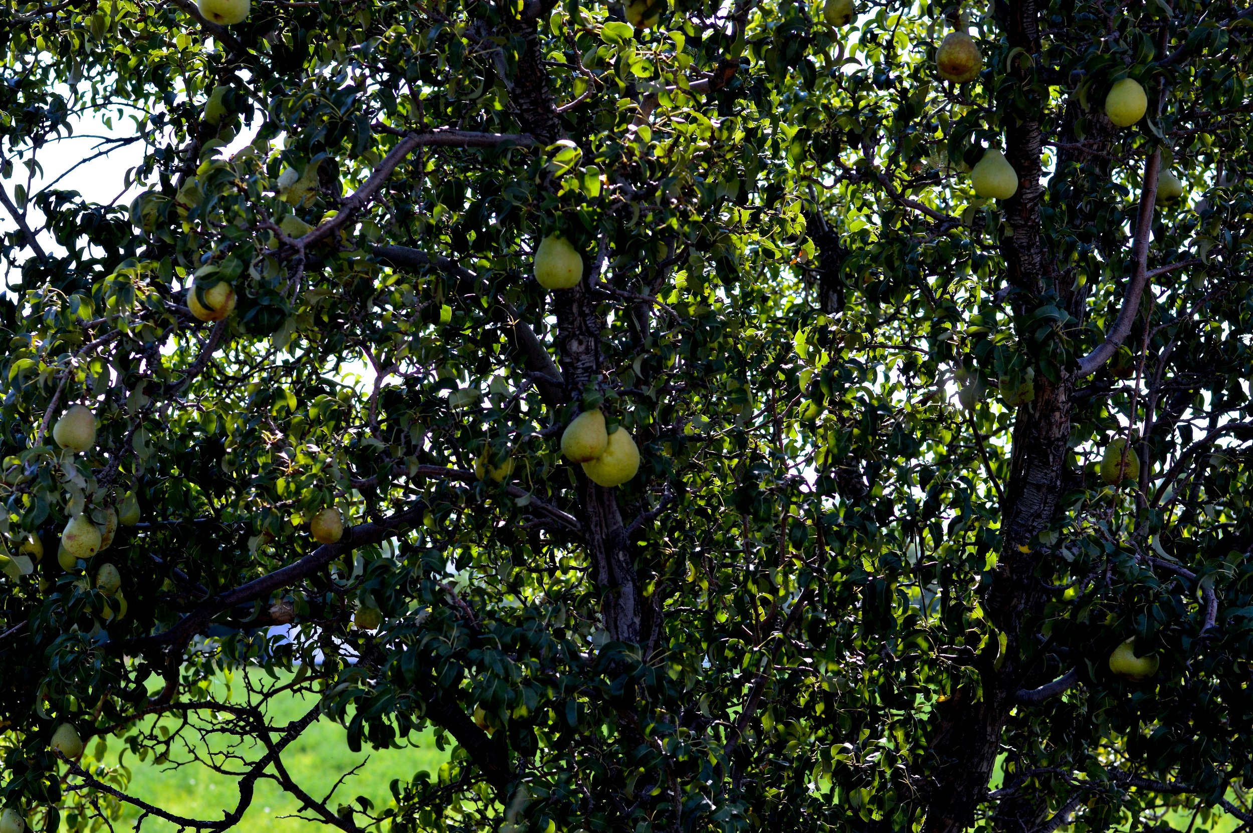 Olathe Colorado Farm 6.jpg