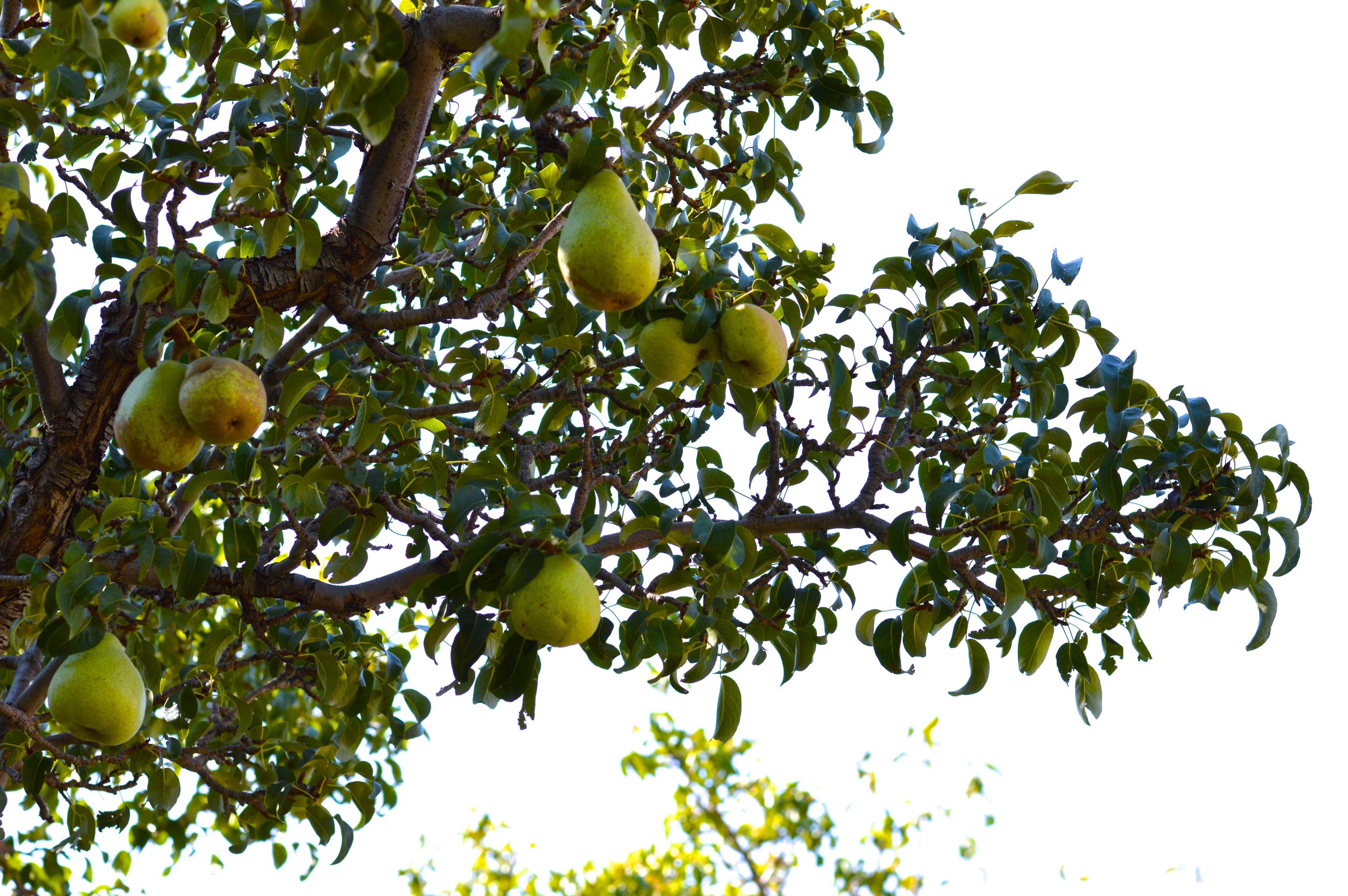 Olathe Colorado Farm 9.jpg