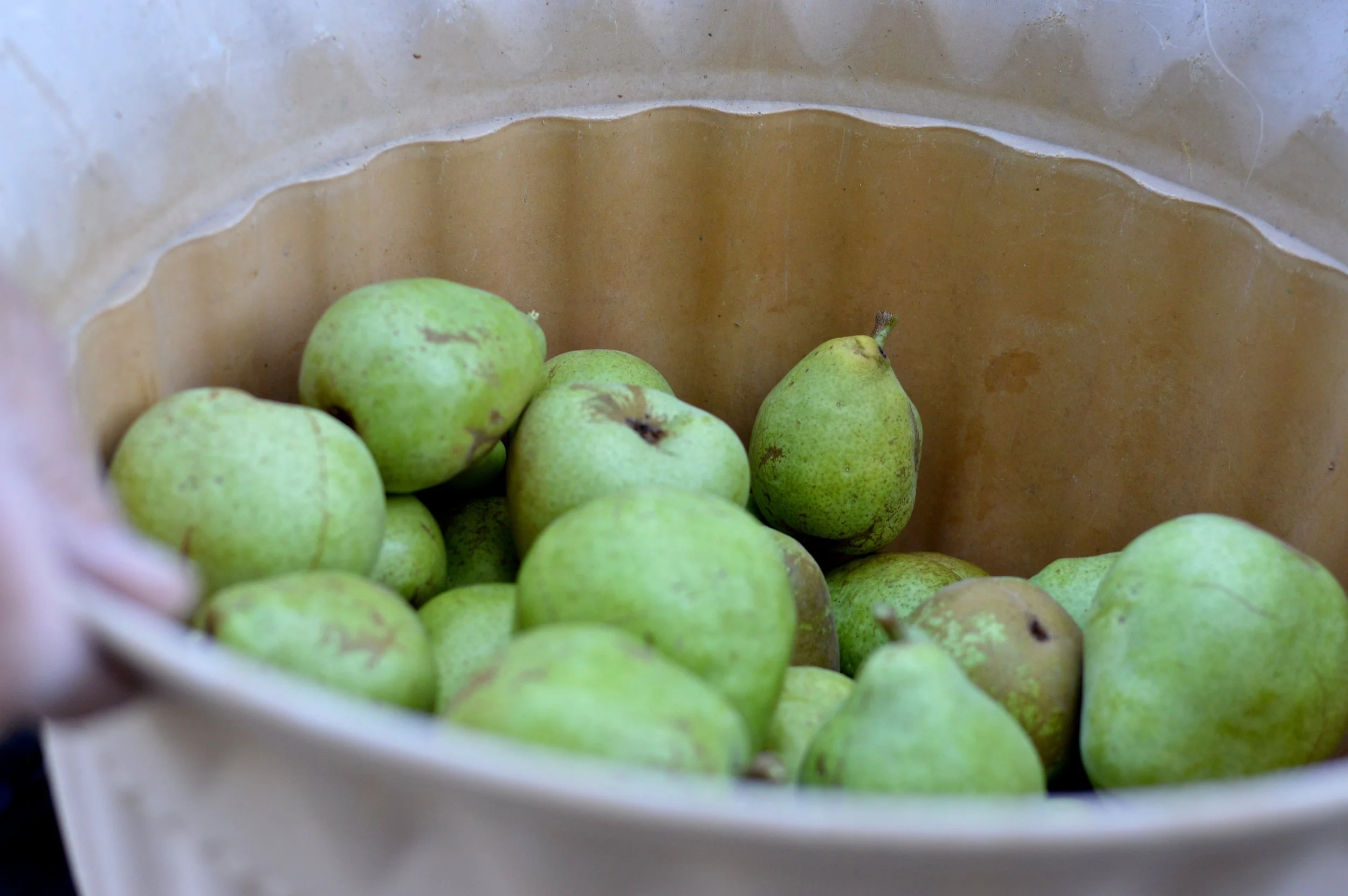 Olathe Colorado Farm Pear Picking 31.jpg