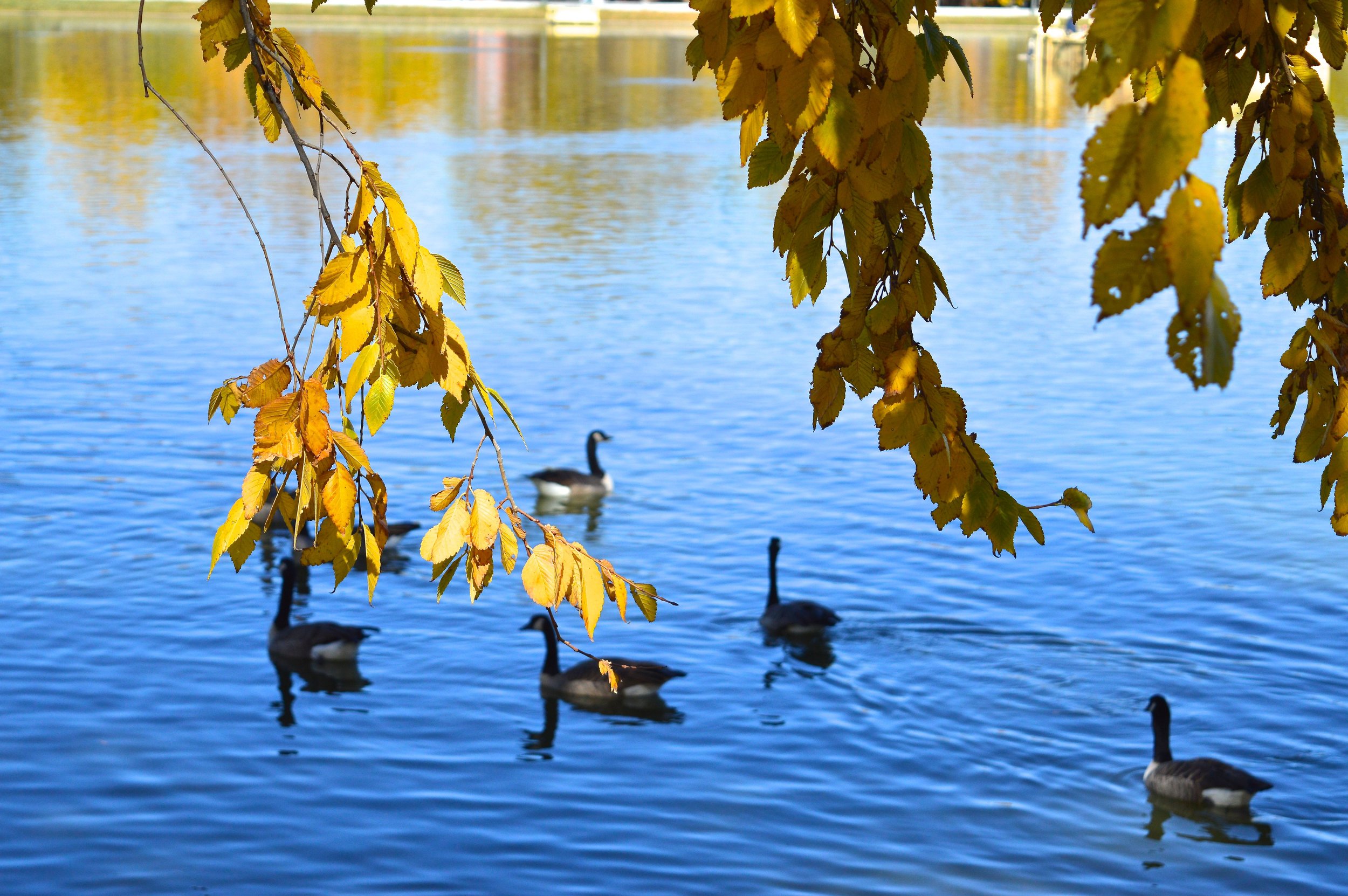 City Park Denver in Fall 2.2.jpg