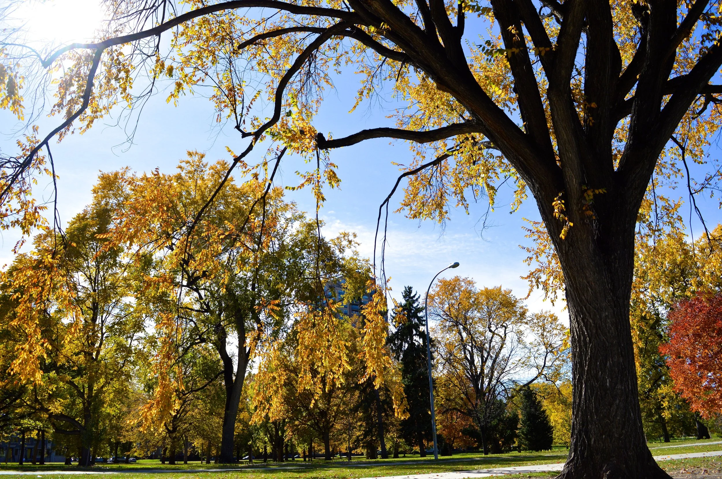 City Park Denver in Fall 4.4.jpg