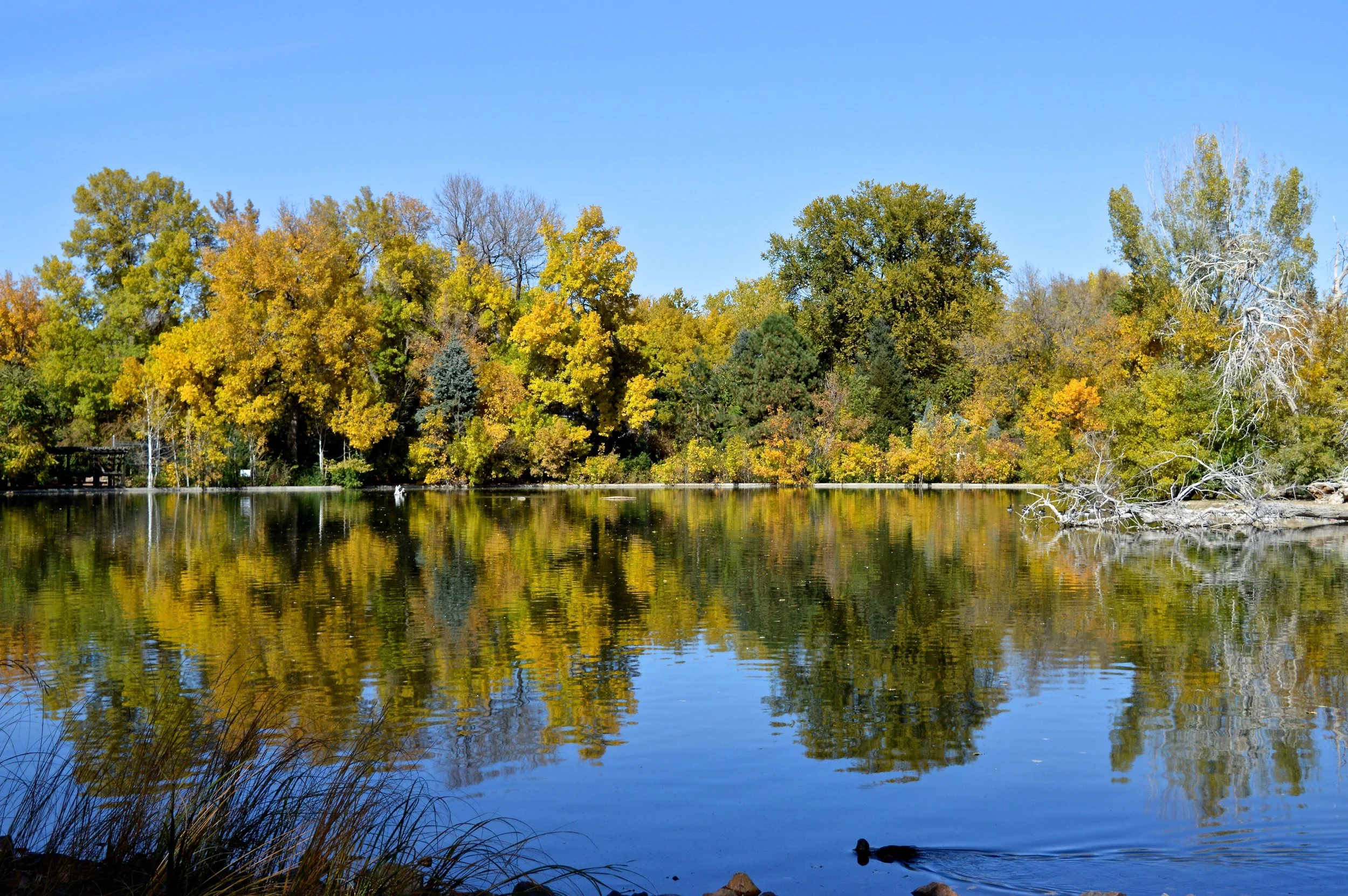 City Park Denver in Fall 9.9.jpg