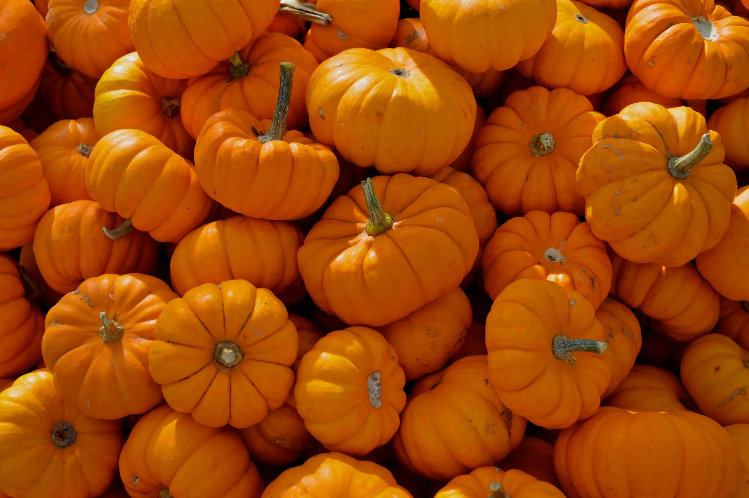 Nick's Garden Center Fall Festival 2017 7.jpg