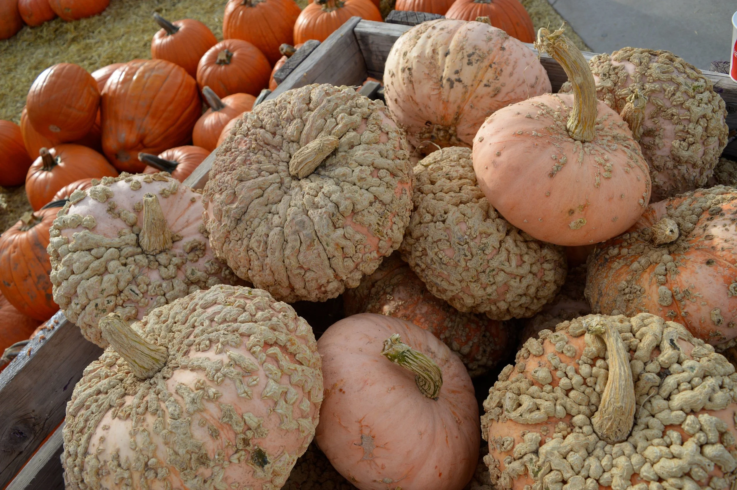 Nick's Garden Center Fall Festival 2017 15.jpg