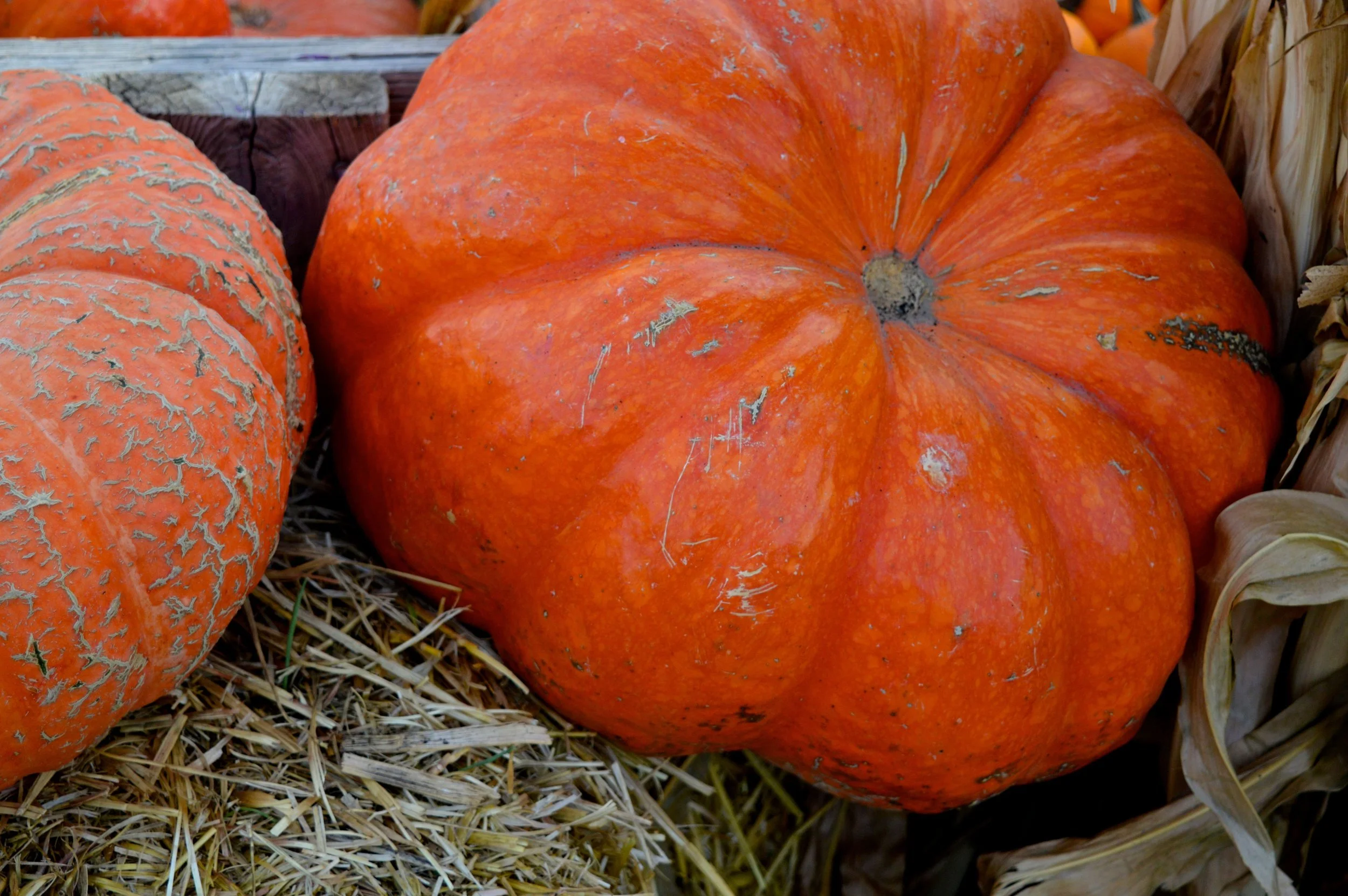 Nick's Garden Center Fall Festival 2017 20.jpg