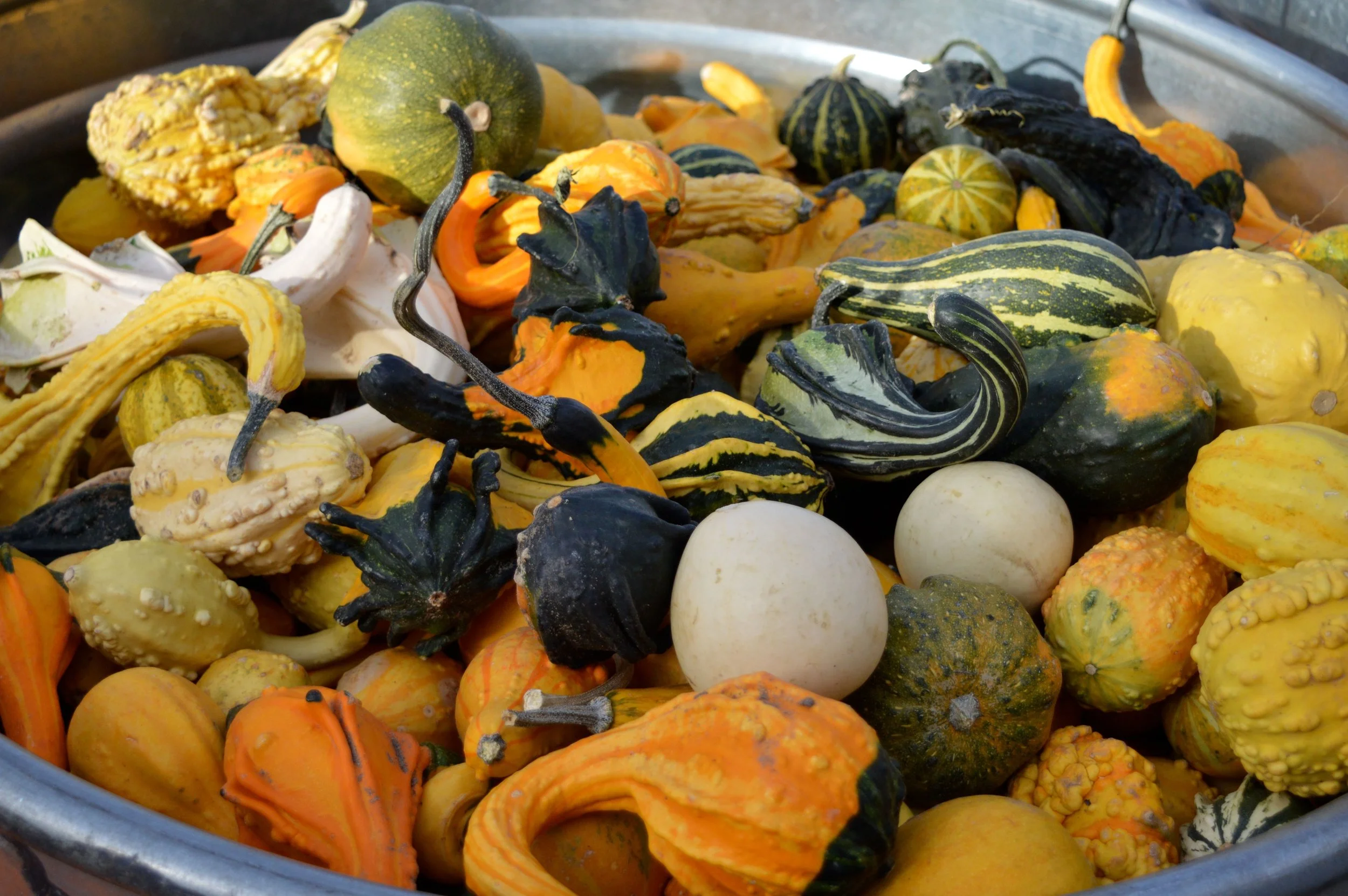 Nick's Garden Center Fall Festival 2017 21.jpg