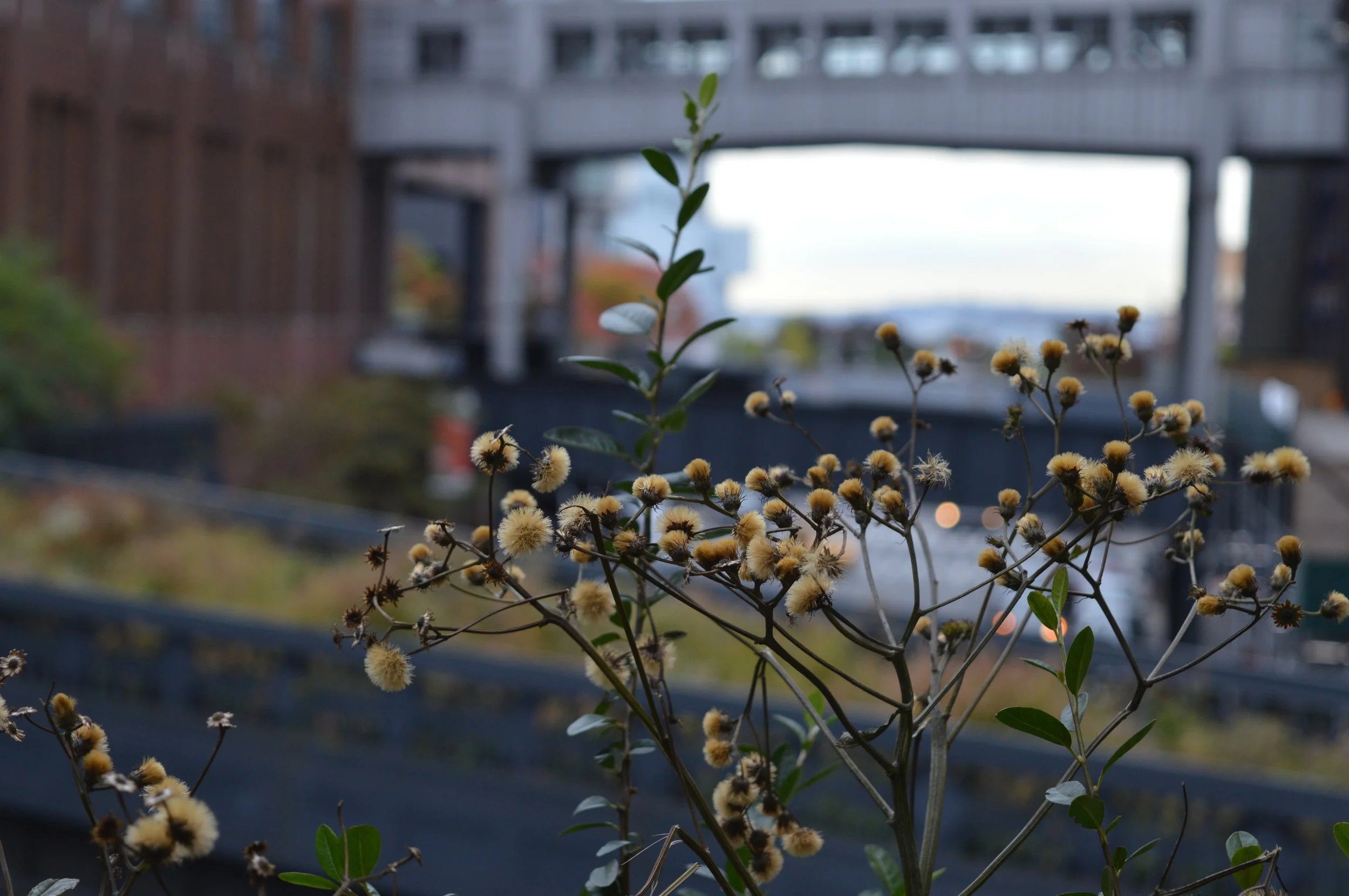 New YOrk City in October 2017 High Line 1.jpg