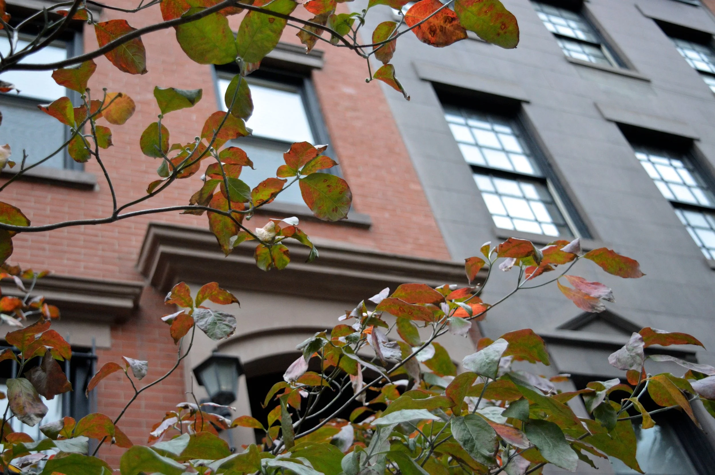 New York City October 2017 High Line 29.jpg