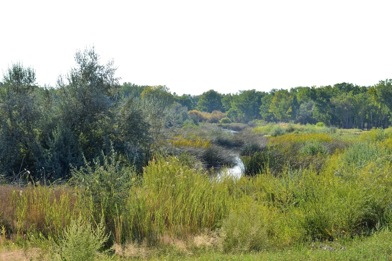 Gunnison River 4.jpg