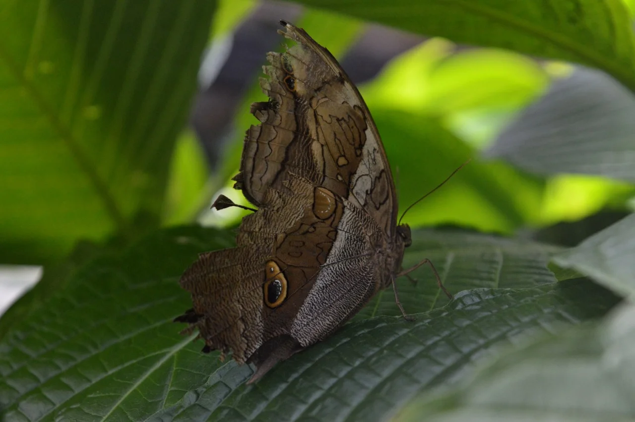 Butterfly Pavilion Westminster Colorado Spring 2018 28.jpg
