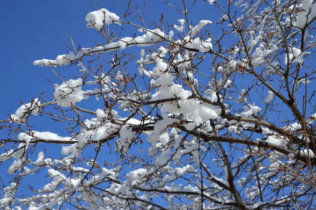March snow 18.jpg