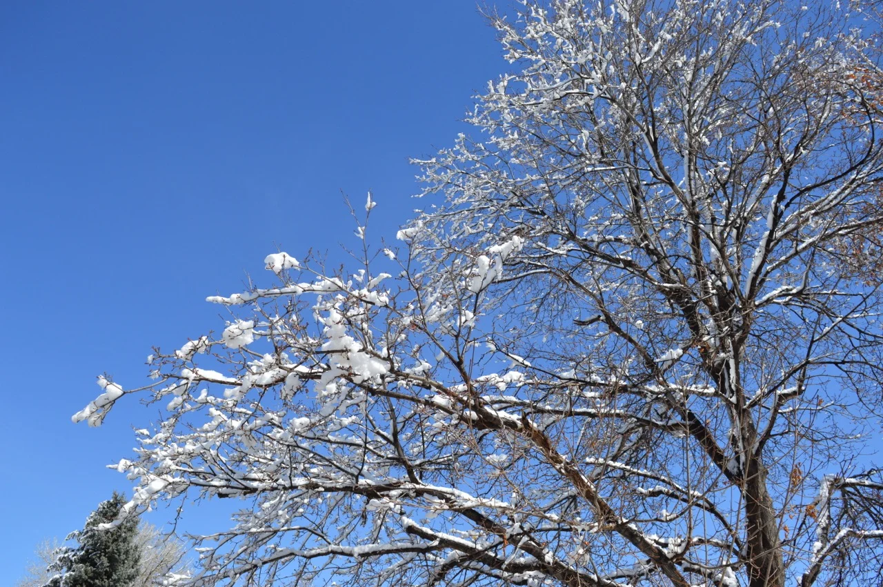 March snow 19.jpg