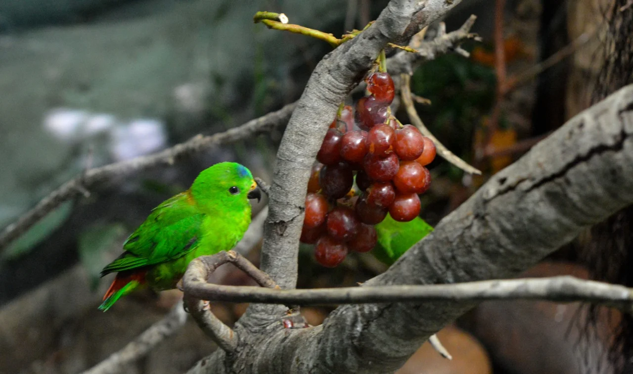 San Diego Zoo July 2018 10.jpg
