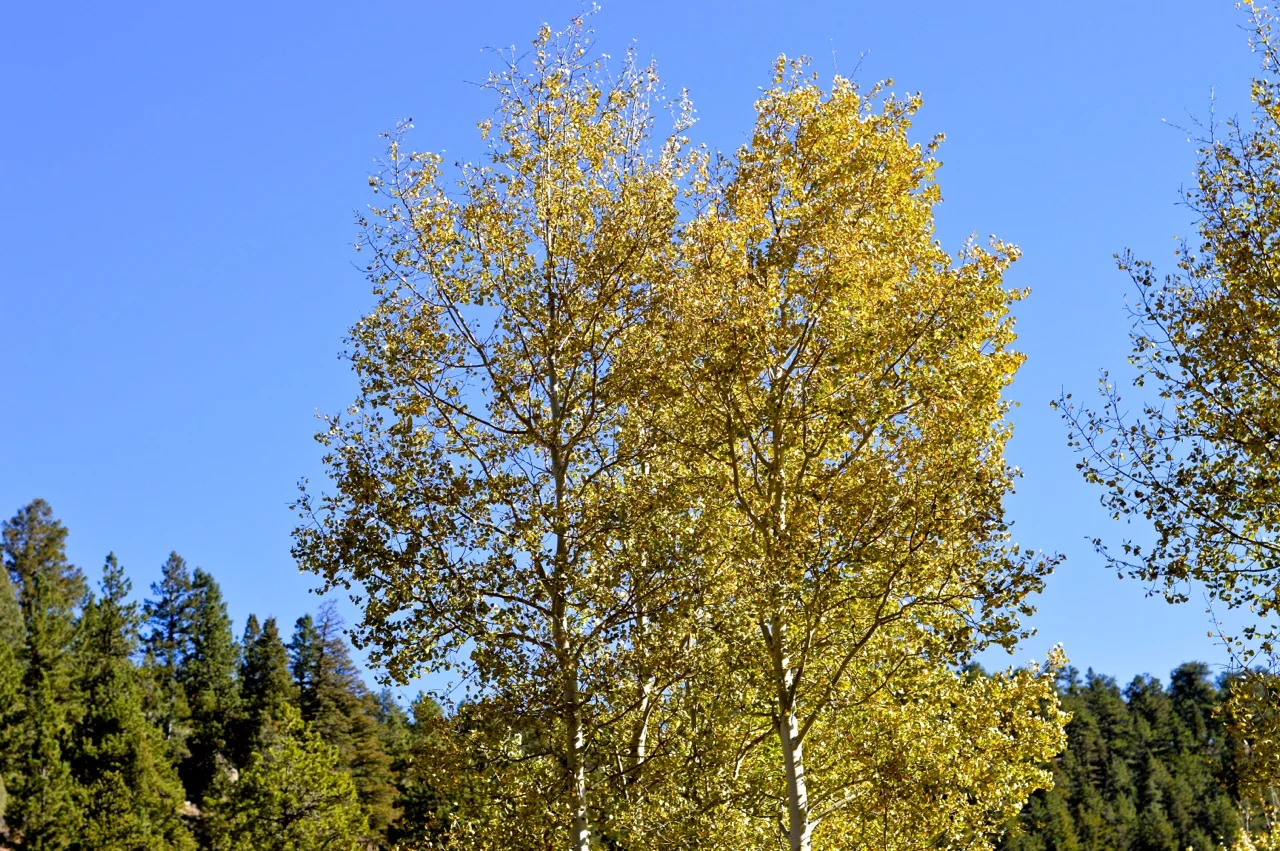 Fall leaf peeping in Colorado 3.jpg