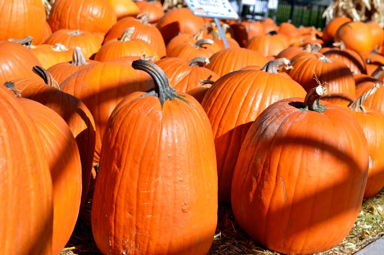 Fall Fest Nick's Garden Center Aurora 34.jpg